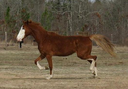 HORSE