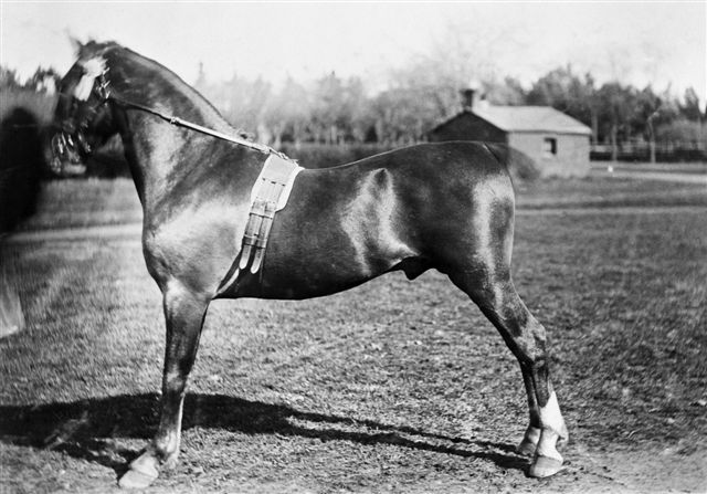 Robin Adiar 
      II.