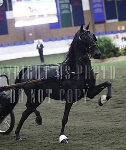 The Canadian Hackney Society